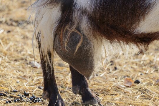 A swollen teat on a pygmy goat (Capra hircus). Austria