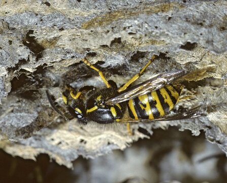 Dolichovespula saxonica, hymenoptera, Saxon wasp, Saxon wasp, vespidae, wrinkled wasps, insects, wasps