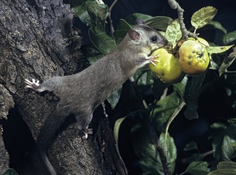 Edible dormouse, fat dormouse, glis glis, rodents, rodentia, dormouse, bilche, bolt, dormice, dormouse, mammals, rodents, sleepers, summer, mixed fruit, buzzers, mammals