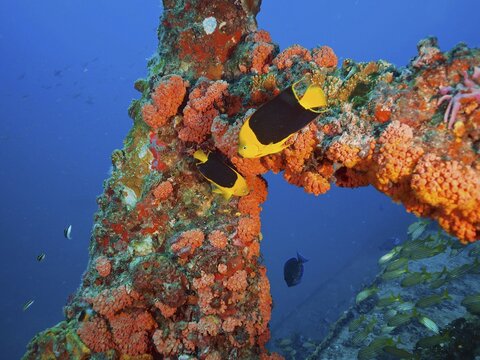 Bright orange corals, orange cup coral (Tubastraea coccinea), with tropical fish, tricolour angelfish (Holacanthus tricolor), in clear blue water. Wreck of the USS Spiegel Grove, dive site John Pennekamp Coral Reef State Park, Key Largo, Florida Keys, Florida, USA