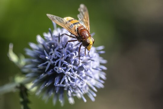 Hornet hoverfly (Volucella zonaria) on globe thistle (Echinops ritro), Emsland, Lower Saxony, Germany