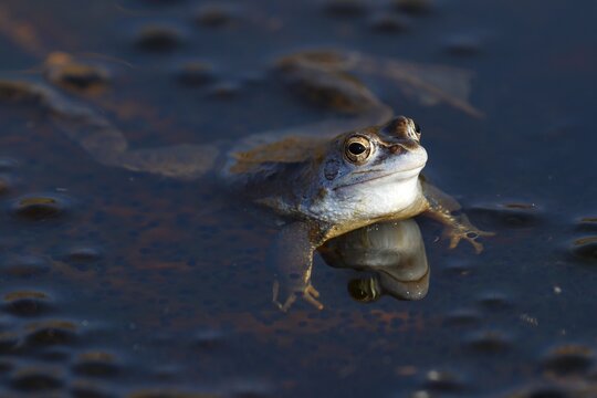 Moor frog (Rana arvalis), blue coloured male during mating season, Schleswig-Holstein, Germany