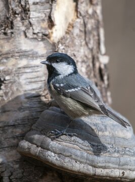 Coal tit, parus ater, periparus ater, pine tit, birds, high size, portrait format, tits, passeri, songbirds, tits, birds