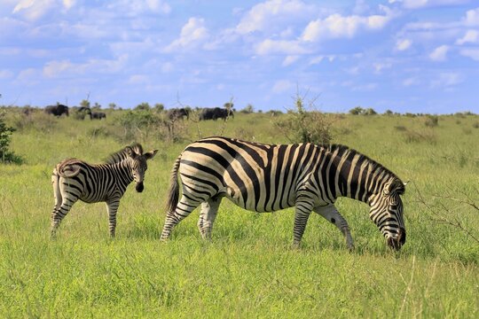 Burchell's zebra (Equus quagga burchelli), Burchell's zebra, adult, female, young, mother, feeding, two animals, Kruger National Park, South Africa
