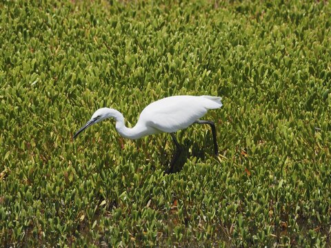 A little egret (Egretta garzetta) forages amongst the marsh grass, Gran Canaria, Spain