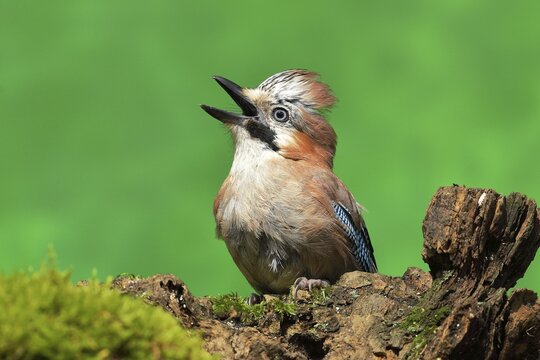 Eurasian jay (Garrulus glandarius), in defensive position, Wilden, North Rhine-Westphalia, Germany