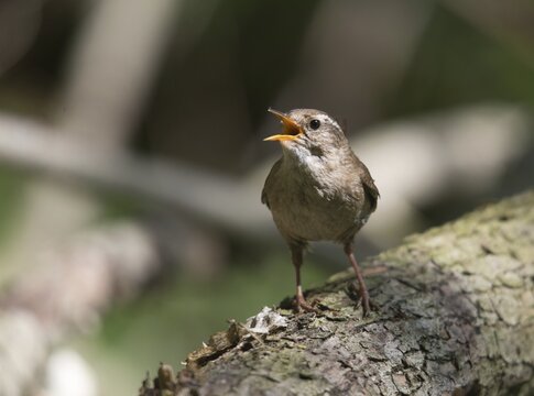 Troglodytes troglodytes, wren, birds, song, passeri, singing, songbirds, birds