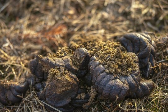 Cows, droppings, dung, feces, solution, manure, cattle, beef droppings, beef solution, decomposition