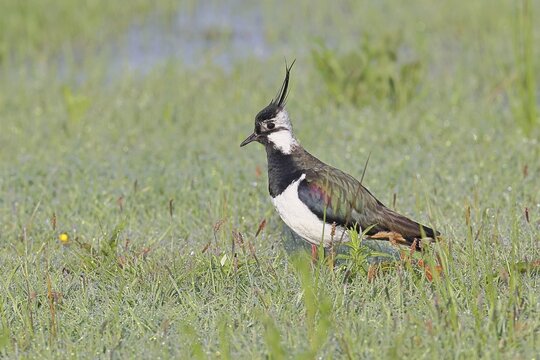 Northern Lapwing (Vanellus vanellus), in breeding plumage, foraging in the morning on a meadow dotted with pigeons, wildlife, Lembruch, Ochsen Moor, D&uuml;mmer nature park Park, Lower Saxony, Germany