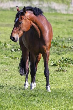 Brown horse domestic horse (Equus caballus) standing in the pasture, riding horse, Schleswig-Holstein, Germany