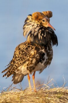 Calidris Pugnax, fighter runner, Norway, Philomachus Pugnax, ruff, varanger, courtship, courtship, birds, charadriiformes, courtship display, high size, portrait format, limicoles, male, snipe birds, scolopacidae, birds, waders, waders, waders