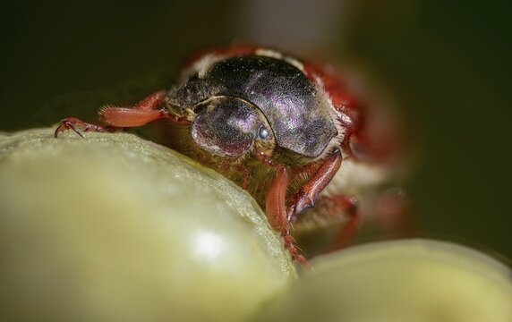 Leaf horn beetle, field may beetle, common may beetle, may bug, melolontha melolontha, scarabaeidae, beetle, cockchafer, coleoptera, doodlebug, insects, beetles