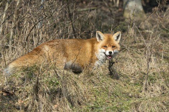 Carnivora, predators, red fox, vulpes vulpes, fox, mammals, raptors, mammals, mammals