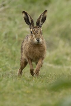 European brown hare (Lepus europaeus) adult animal running in grassland, England, United Kingdom