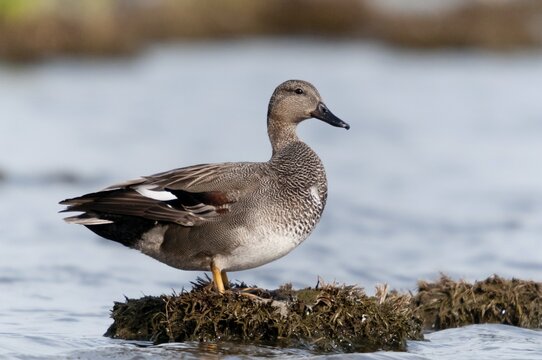 Anas Strepera, Gadwall, Mareca Strepera, Middle Duck, Schnatterente, Anatidae, Birds, Ducks, Ducks, Duckbirds, Waterbirds