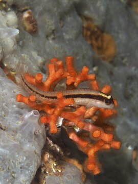 A small longitudinal stripe blenny (Parablennius rouxi) in an orange false coral (Myriapora truncata), bryozoan, which stands out in contrasting colours, dive site Giens Peninsula, Mediterranean Sea, Porquerolles, Provence, C&ocirc;te d'Azur, France