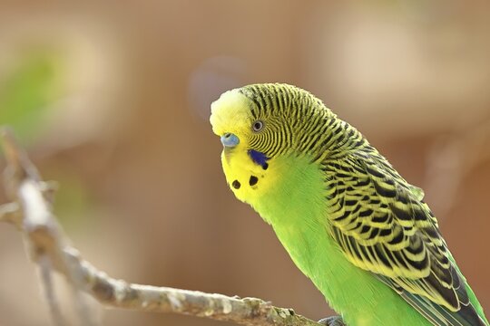 Budgerigar (Melopsittacus undulatus), adult, natural colours, on a branch, portrait, animal portrait, captive, occurrence in Australia, Hesse, Germany