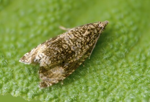 Celypha lacunana, common marble, banded winder, common nettle winder, common meadow winder, dark strawberry tortrix, insects, moths, moths, moths, butterflies