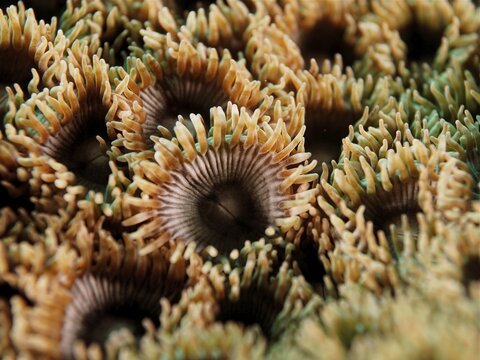 Carpet anemone (Palythoa), dive site El Cabron marine reserve, Arinaga, Gran Canaria, Spain, Atlantic Ocean