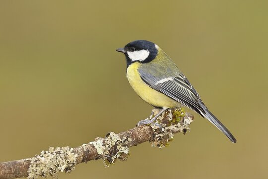Great Tit (Parus major), sitting on a branch overgrown with moss and lichen, Wildlife, Animals, Birds, Tits, Wilnsdorf, North Rhine-Westphalia, Germany
