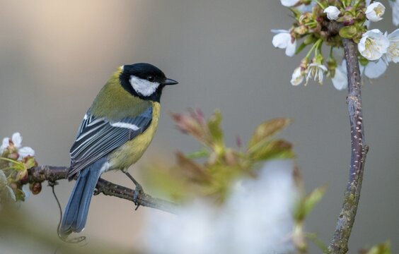 Great tit, great tit, parus major, birds, spring, male, meadow orchard, tit, male, passeri, songbirds, songbirds, jump, orchard, tits, birds