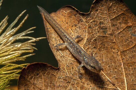 Threaded newt, Lissotriton helveticus, palmate newt, triturus helveticus, amphibians, amphibians, caudata, larva, amphibians, newts, tailed amphibians, water newts