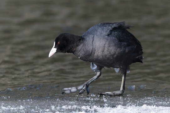 Eurasian Coot coot, fulica atra, birds, coot, coot rail, ice, gruiformes, ice, crane birds, rails, harrow birds, rallidae, snow, birds, waterbirds, waterbirds, winter