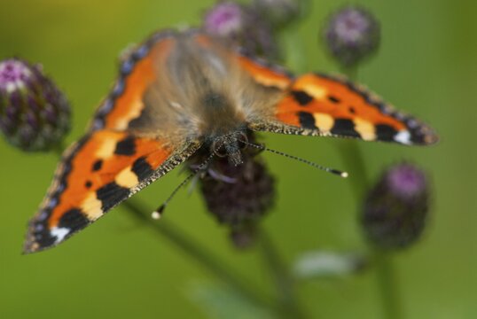 Aglais urticae, little fox, nymphalis urticae, small tortoiseshell, butterfly, insects, butterfly, butterflies