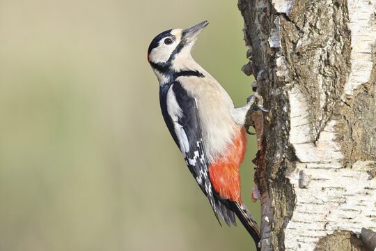 Great spotted woodpecker (Dendrocopus major), male, foraging on the trunk of a common birch (Betula pendula), wildlife, woodpeckers, nature photography, autumn, Wilnsdorf, North Rhine-Westphalia, Germany
