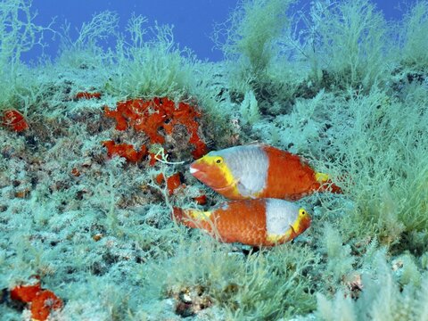 Two colourful parrotfish, Mediterranean parrotfish (Sparisoma cretense), swimming in a lush reef, Pasito Blanco Reef dive site, Arguinegu&iacute;n, Gran Canaria, Spain, Atlantic Ocean