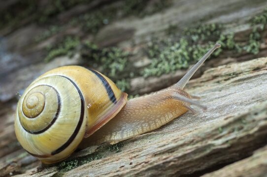 Banded snails, cepaea, cepaea nemoralis, grove snail, hornsnail, helicidae, snails, black-mouthed banded snail, gastropoda, mollusca, molluscs, snails, snails, snails, molluscs