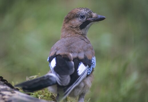 Eurasian Jay, Garrulus glandarius, jay, birds, corvidae family of birds, adolescent, juvenile, passeri, corvids, songbirds, birds