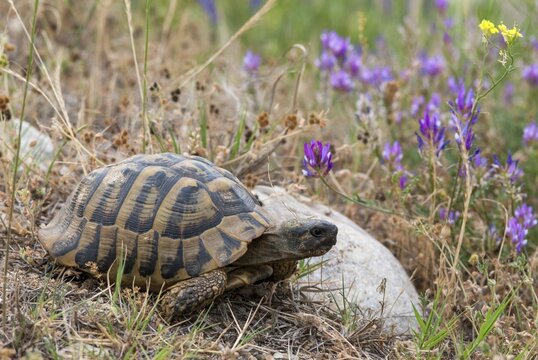Greek tortoise, Herman's tortoise, testudo hermanni, Bulgaria, critters, reptilia, reptiles, tortoises, tortoises, turtles