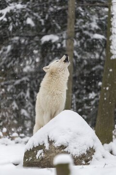 Melville Island wolf (Arctic wolf) howling in snow covered forest, snow falling