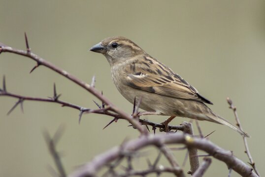House Sparrow, Passer Domesticus, Sparrow, Birds, Female, Passeri, Songbirds, Sparrow, Sparrow, Sparrow, Sparrow, Sparrow, Sparrow, Sparrow, Birds, Female