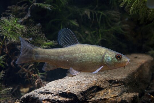 Schleie, Tench, Tinca Tinca, Doctor Fish, Fishes, Pisces