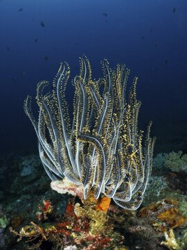 Bushy feather star, the variable feather star (Comaster schlegelii), amidst an impressive coral reef, at the Close Encounters dive site, Permuteran, Bali, Indonesia
