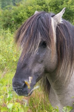 Equus Caballus sspec., horse, konic, odd-toed ungulates, perissodactyla, grazing, domesticated animals, extensive grazing, pet, high size, portrait format, horses, landscape management, landscape preservation, mammals, horses, pony, mammals, impaired ungulates