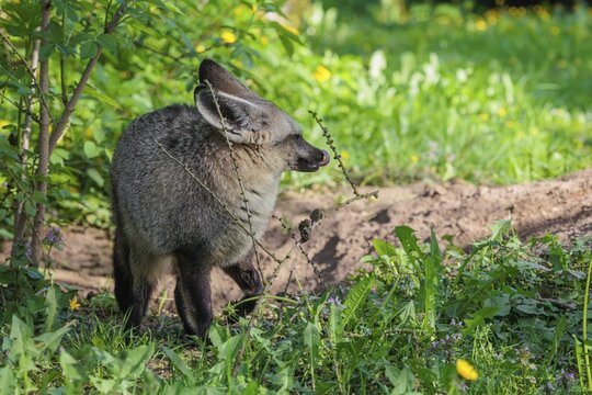 A Bat-eared fox (Otocyon megalotis) stands next to a sandy place in a green meadow on a sunny day