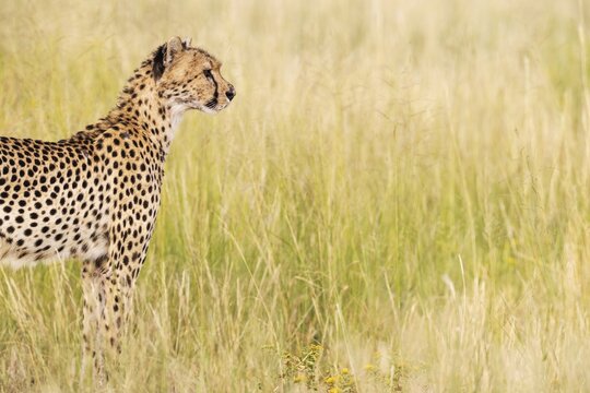 Cheetah (Acinonyx jubatus). Female. Kalahari Desert, Kgalagadi Transfrontier Park, South Africa