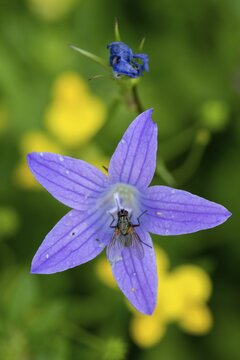 Meadow Bellflower (Campanula patula), Heiligenblut, Carinthia, Austria