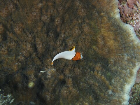 Small orange and white fish, spotted parrotfish (Cetoscarus ocellatus) juvenile, over a plate coral, dive site Close Encounters, Permuteran, Bali, Indonesia