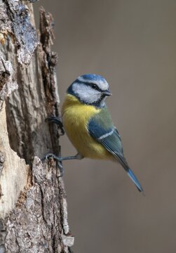 Blue tit, parus caeruleus, birds, high size, portrait format, tits, passeri, songbirds, songbirds, tits, birds