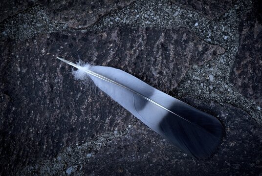 Pigeon feather, feather of the arm wing of a domestic pigeon (Columba livia domestica), lying on the ground, Stuttgart, Baden-W&uuml;rttemberg, Germany