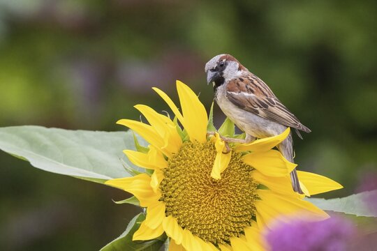 A house sparrow (Passer domesticus) perched on a flowering sunflower in green surroundings, Hesse, Germany