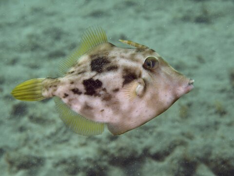 A fish with a camouflage pattern, the brown filefish (Stephanolepis hispidus), swims over a sandy seabed, at the El Cabron Marine Protected Area dive site, Arinaga, Gran Canaria, Spain, Europe, Atlantic Ocean