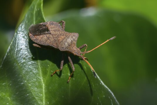 Ampfer border bug, brown squash bug, coreus marginatus, dock bug, dock leaf bug, common border bug, heteroptera, leather bug, fringe bug, insects, bugs