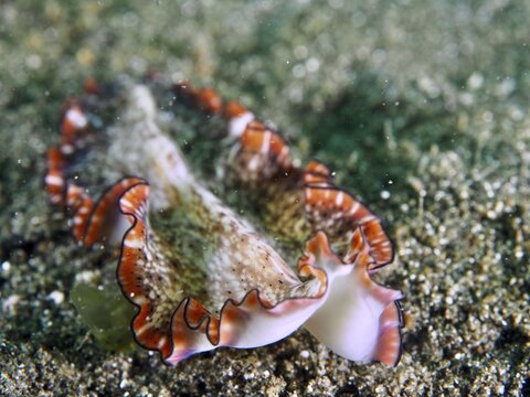 Patterned flatworm with a red edge, reddish-brown whirlworm (Pseudoceros), on sandy seabed, Secret Bay dive site, Gilimanuk, Bali, Indonesia