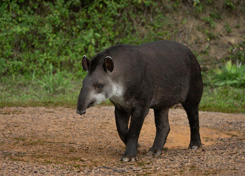 Tapir o anta