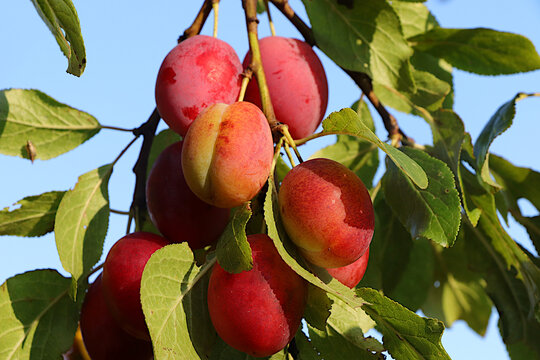 Ripe plums on tree branches in a sunny autumn garden. Harvesting at a country house, the beauty and gifts of nature, the concept of natural nutrition, a natural banner with fruit trees,